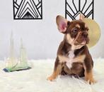 Prachtige raszuivere Franse bulldog pups, Dieren en Toebehoren, Honden | Bulldogs, Pinschers en Molossers, 15 weken tot 1 jaar