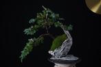 Jeneverbes bonsai (Juniperus) - Hoogte (boom): 24 cm -, Antiek en Kunst