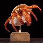 Maritieme curiositeiten van Wunderkammer Taxidermie, Nieuw
