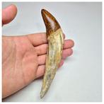 Enorme 14,6 cm Basilosaurus (voorouder van de walvis), Verzamelen