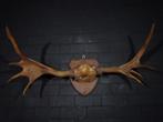 Canadian Elk/Moose Schedel - Alces alces - 50 cm - 50 cm -, Nieuw