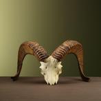 Argali Schedel Taxidermie Opgezette Dieren By Max, Verzamelen, Dierenverzamelingen, Ophalen of Verzenden, Nieuw, Wild dier, Opgezet dier