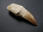Mosasaurus - Fossiele tand - 7 cm (Zonder Minimumprijs), Verzamelen, Mineralen en Fossielen
