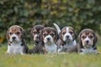 te reserveren prachtige BEAGLE PUPS, Parvo, Beagle, Nederland, 8 tot 15 weken