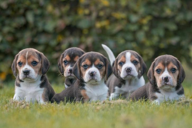 te reserveren prachtige BEAGLE PUPS, Dieren en Toebehoren, Honden | Beagles, Bassets en Lopende honden, Meerdere, Meerdere dieren