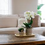 Kolibri Orchids | Plantenset Untamed Nature small | Groene p, Tuin en Terras, Verzenden