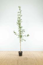 Sorbus aucuparia hoogstam