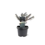 Picea pungens Karpaten pbr 20-25 cm Conifeer, Tuin en Terras, Verzenden