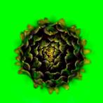 Oliver Hadji - Artichoke