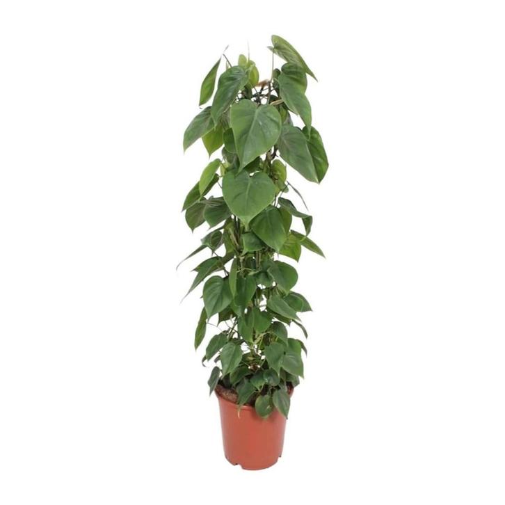 Philodendron Scandens - Ø24cm - 120cm, Tuin en Terras, Bloembollen en Zaden, Verzenden
