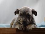 Old English Bulldog pups! t Gezonde type. Mogen mee!, Parvo, Nederland, 8 tot 15 weken, Bulldog