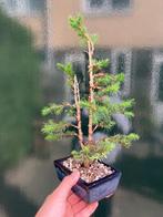 Spar bonsai (Picea) - Hoogte (boom): 33 cm - Diepte (boom):