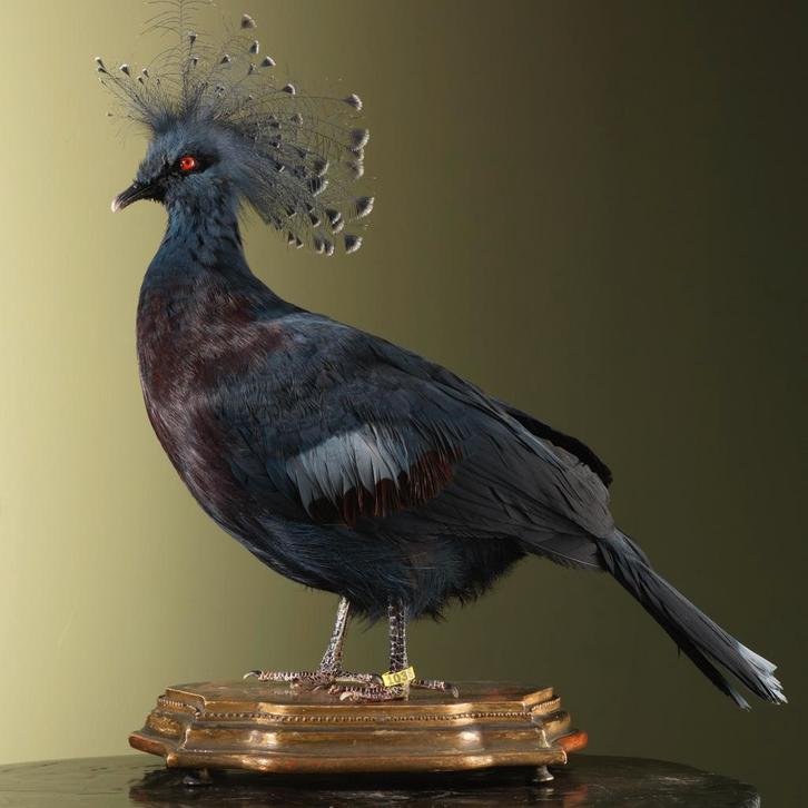 Victoria Kroonduif Waaierduif, Verzamelen, Dierenverzamelingen, Opgezet dier, Nieuw, Vogel, Ophalen of Verzenden