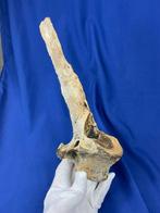 Zeer zeldzaam lang! Wervel van een steppebuffel, ijzertijd.