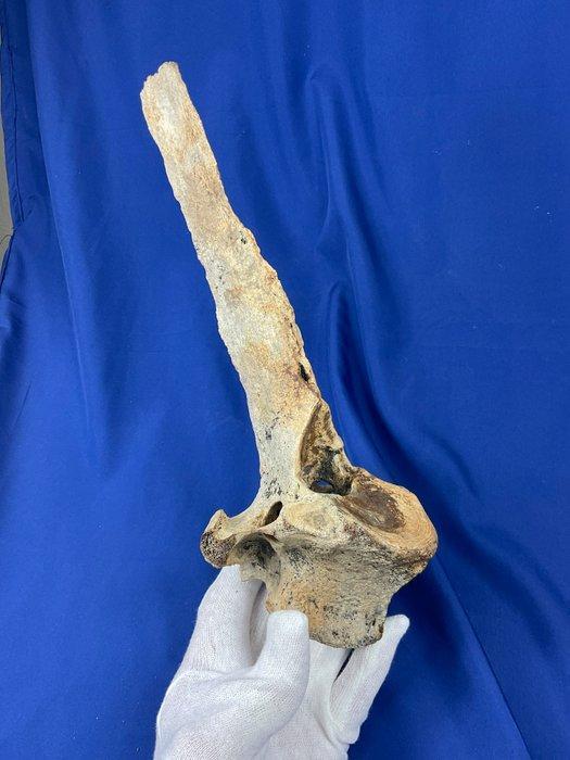 Zeer zeldzaam lang! Wervel van een steppebuffel, ijzertijd., Verzamelen, Mineralen en Fossielen