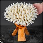 Natuurlijke takken van wit koraal - Acropora latistella -, Verzamelen, Mineralen en Fossielen