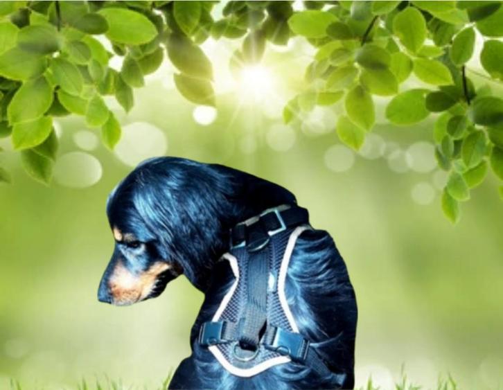 Grossenbacher ondersteunend hondentuig 2-rings, Dieren en Toebehoren, Hondenriemen, Hondenriem, Nieuw, Verzenden