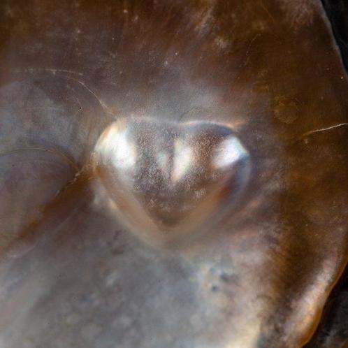Zeer zeldzame maritieme curiositeit – Parelmoer met, Antiek en Kunst, Curiosa en Brocante