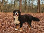 Berner sennen dekreuen HD - A / ED - vrij. DNA getest, Dieren en Toebehoren, Honden | Dekreuen, Meerdere, 3 tot 5 jaar, Parvo