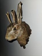 hazenkop ( jackalope ) Taxidermie volledige montage - Lepus, Nieuw