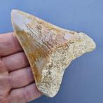 Megalodon Shark - Fossiele tand - megaselachus megalodon -