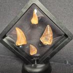 Dinosaurus Tand - Mosasaurus - 11 cm - 5 cm - 11 cm - (4), Nieuw