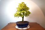 Japanese maple bonsai (Acer palmatum) - Hoogte (boom): 50 cm, Antiek en Kunst