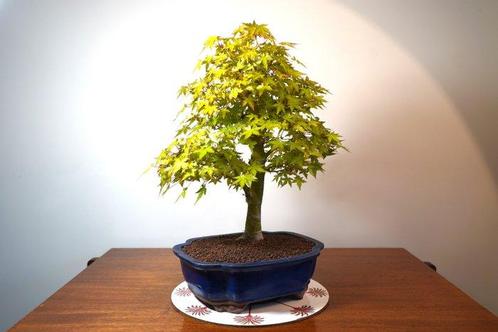 Japanese maple bonsai (Acer palmatum) - Hoogte (boom): 50 cm, Antiek en Kunst, Kunst | Schilderijen | Klassiek