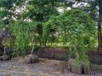 Carpinus Betulus Pendula beuk, Tuin en Terras, Planten | Bomen, Ophalen