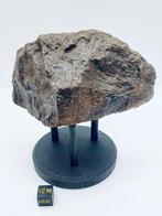 Niet-geclassificeerde NWA meteoriet Chondrite meteoriet -