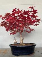 Japanese maple bonsai (Acer palmatum) - Hoogte (boom): 36 cm, Antiek en Kunst