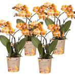 Kolibri Orchids | COMBI DEAL van 4 Phalaenopsis orchideeën -, Verzenden