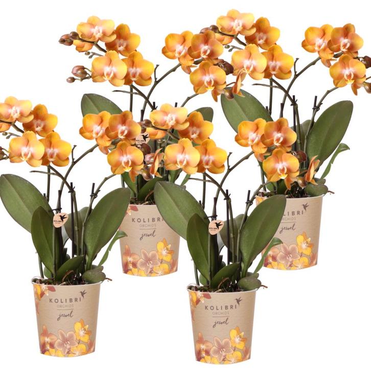 Kolibri Orchids | COMBI DEAL van 4 Phalaenopsis orchideeën -, Tuin en Terras, Bloembollen en Zaden, Verzenden