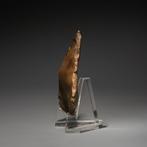 Oud-Egyptisch Vuursteen Bijl - mes. 6,6 cm hoog. Neolithisch