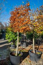 De Lei-beuk - Fagus Sylvatica, Ophalen, Leiboom, Halfschaduw, Lente