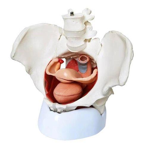 Anatomie model bekken, bekkenbodemspieren en organen, vrouw, Sport en Fitness, Overige Sport en Fitness, Verzenden