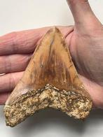 Megalodon - Fossiele tand - 10.9 cm
