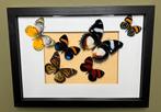 Vlinders in Lijst Taxidermie Opgezette Dieren By Max, Verzamelen, Dierenverzamelingen, Nieuw, Opgezet dier, Ophalen of Verzenden