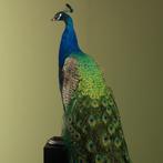 Blauwe Pauw Taxidermie Opgezette Dieren By Max, Verzamelen, Dierenverzamelingen, Ophalen of Verzenden, Nieuw, Vogel, Opgezet dier