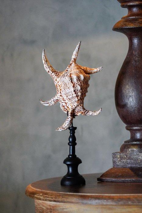 Prachtige spinnenschelp op een aangepaste standaard -, Antiek en Kunst, Kunst | Designobjecten