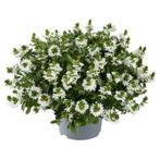 Scaevola - Wit / Hangpot 14cm, Tuin en Terras, Ophalen of Verzenden