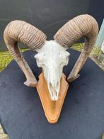 Mouflon Hoorns - Ovis gmeline - 30 cm - 50 cm - 40 cm-, Verzamelen, Dierenverzamelingen, Nieuw