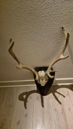 Cerf elaphe - zeer zeldzame trofee met gewei in velours - 10, Nieuw