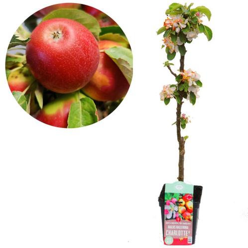 Zuilappelboom Charlotte, Tuin en Terras, Planten | Fruitbomen, Volle zon, Verzenden