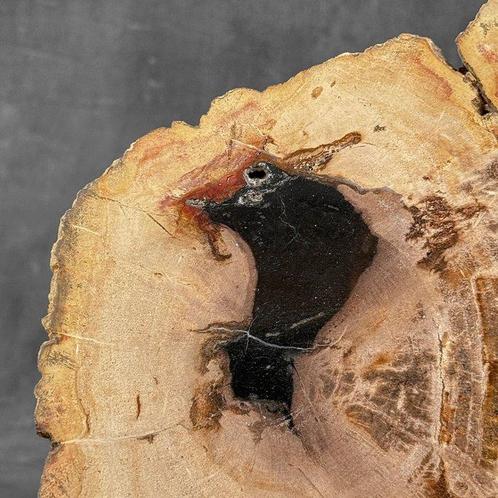 Prachtig stuk versteend hout op een op maat gemaakte, Antiek en Kunst, Kunst | Designobjecten