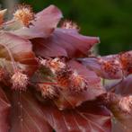 Leibeuk rood - Fagus sylvatica ‘Atropunicea’ - Omtrek: 6-10, Ophalen of Verzenden