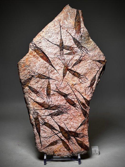 Prachtig buitenaards uitziend fossiel - 44 monsters -, Verzamelen, Mineralen en Fossielen