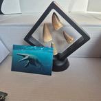 Dinosaurus Tand - Mosasaurus - 11 cm - 5 cm - 11 cm - (4), Nieuw