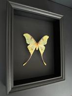 Page Taxidermie volledige montage - Papillon Argema Mimosae, Verzamelen, Dierenverzamelingen, Nieuw