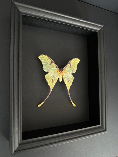 Page Taxidermie volledige montage - Papillon Argema Mimosae, Verzamelen, Dierenverzamelingen